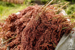 善酿者肆拾玖坊，守正创新，致敬时代